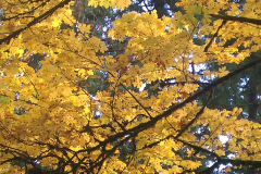 Fall Colors copy