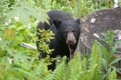 Bear1