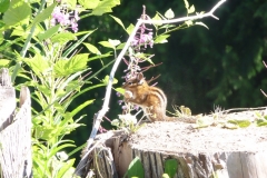 Chipmunk