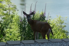 Deer2