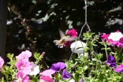 Hummingbird web
