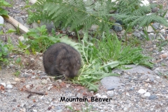 Mountain Beaver2 copy