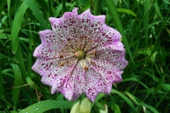 Pink Flower