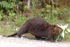 beaver