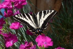 butterfly1