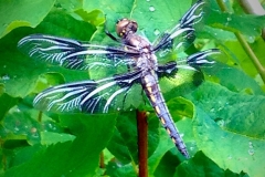 dragonfly