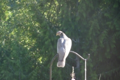 pidgeon