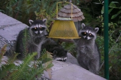raccoons