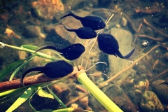 tadpoles