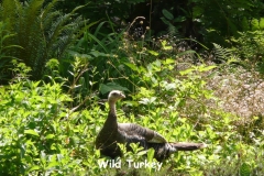 turkey2 copy