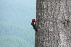 woodpecker